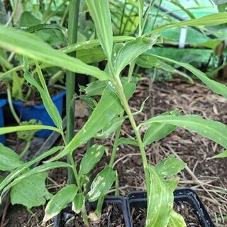 Ginger (Common Edible) Plants