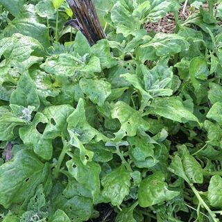 NZ Native Spinach/Kōkihi