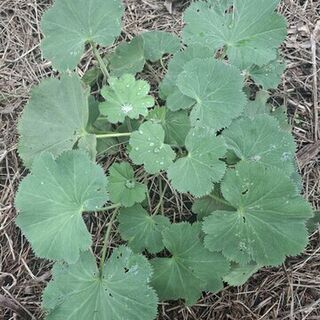 Lady's Mantle Plants