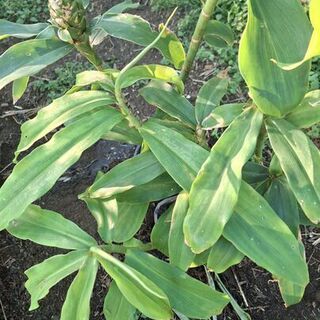Insulin Plants